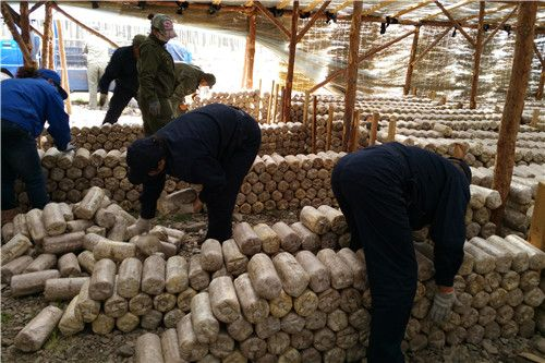 內蒙古：阿里河林業局開展菌包碼放勞動競賽