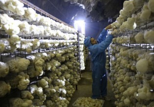 重庆：天然溶洞“吸金”百万发展猴头菇