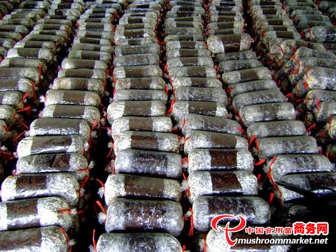 北京将建库容10万株微生物菌种库--健康·生活--人民网