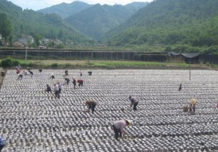 湖北：房县袋料黑木耳喜获丰收