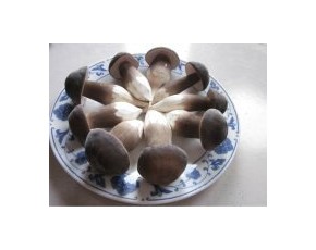 黑皮鸡枞菌