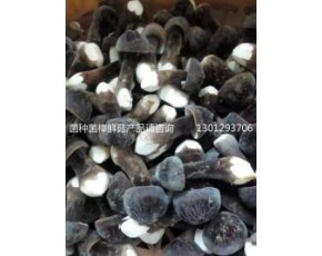 黑皮鸡枞菌发到全国各地40元公斤