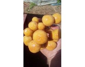 盐绩滑子菇