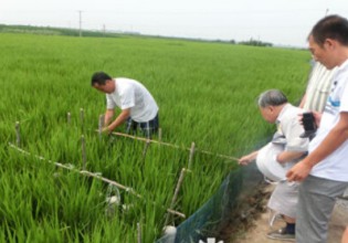 黑龙江：“90后”大学生摸索出水稻田间栽培木耳新技术