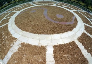 吉林：農大學子晾曬金針菇擺成“太極八卦陣”