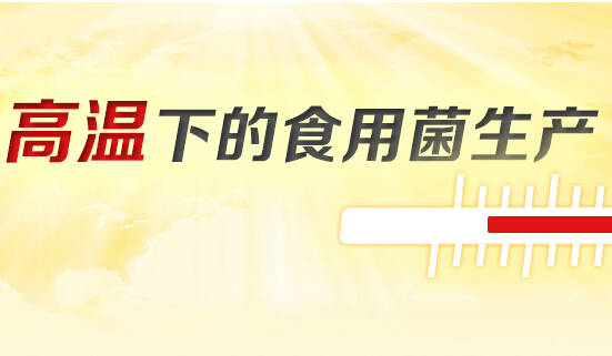 高温下的食用菌生产