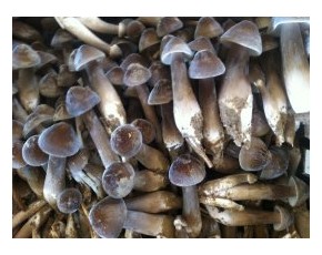 黑皮鸡枞菌鲜菇发到全国各地40元公斤