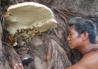 泰国：百岁菩提树上长出巨型蘑菇