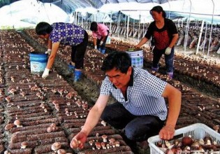 陕西：宁强县反季食用菌弥补夏季鲜菇市场空白