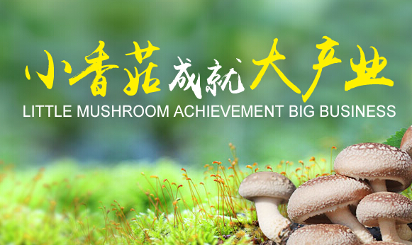 小香菇成就大产业