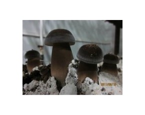 黑皮鸡枞菌棒现货供应