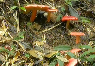 福建：德化縣村民成功移植栽培野生紅菇