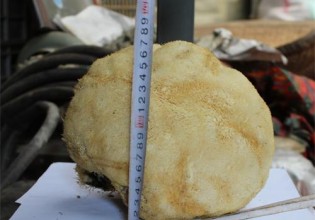 河南：盧氏縣發現巨型野生猴頭菇