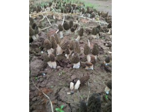 羊肚菌、榆黄菇