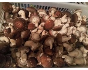 优质鲜香菇