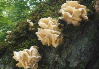 韓國：專家發(fā)現(xiàn)長刺白齒耳菌可治療哮喘