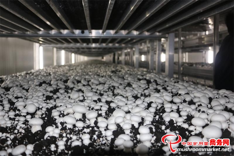 山东临沂瑞泽农业科技有限公司双孢菇工厂化生产基地
