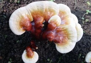 西藏：白肉靈芝實現規模化人工栽培