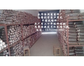 供应平菇菌种