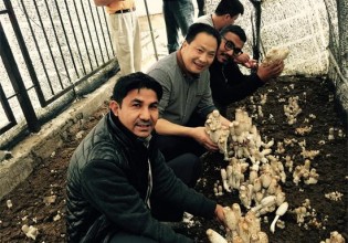 安徽：合肥立新菌种场来了两名“洋学生”