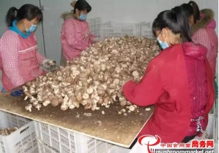 河南：灵宝香菇生态原产地产品保护工作取得新突破