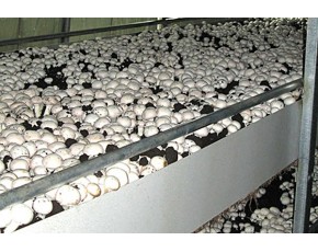 新鲜双孢菇