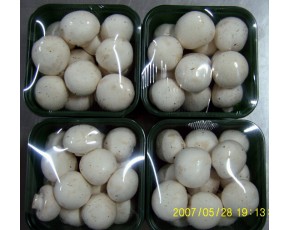 优质工厂化双孢菇
