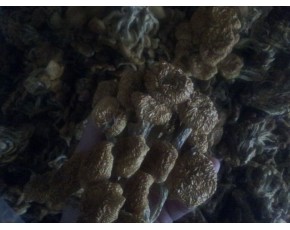 滑子菇干品出口级