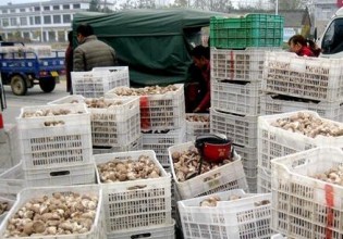 河南：泌阳高邑乡鲜香菇集散地吸引多地客商前来收购