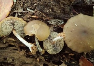 丹麦：古森林里发现蘑菇新品种