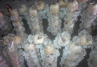 福建：武夷山野生龍爪菇實現人工種植