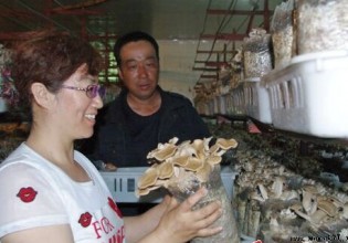 内蒙古：牙克石农场有机食用菌新鲜上市