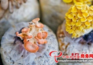 上海：農(nóng)科院培育出彩色可食用菌菇