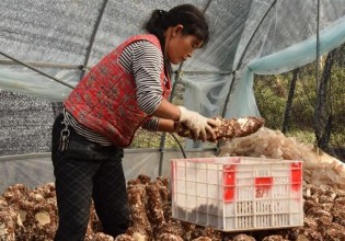 贵州：惠水县无公害香菇丰富群众菜篮子