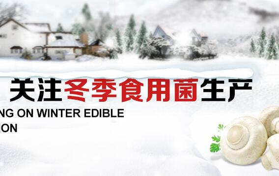 关注冬季食用菌生产