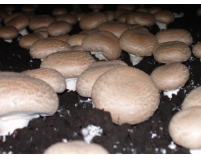 大量生产褐菇