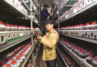 天津：企业自主研发液体菌种培植茶树菇 预计春节前面市