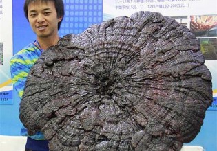 廣西：巨型紫靈芝亮相第25屆科技活動周受關注