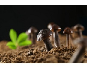 黑鸡枞菌