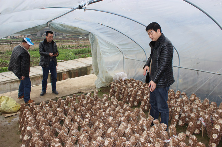 重庆:北碚区加强食用菌生产基地建设指导_基地