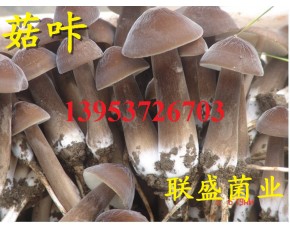 黑皮鸡枞菌栽培