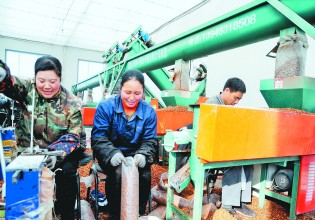 黑龍江：食用菌“征服”鹽堿地為農戶帶來致富新希望