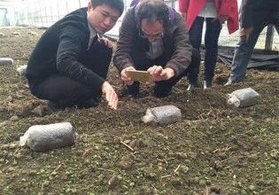 四川：保興羊肚菌受到法國客商青睞