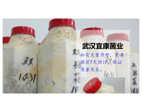 食用菌菌种 双孢菇二级菌种 双孢菇瓶装菌种 口蘑原种