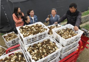 四川：绵阳羊肚菌大量出菇上市 价格略低于同期