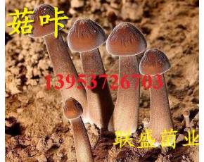 黑皮鸡枞菌栽培技术