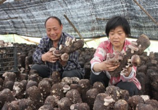 安徽：绩溪县产业扶贫瞄准食用菌