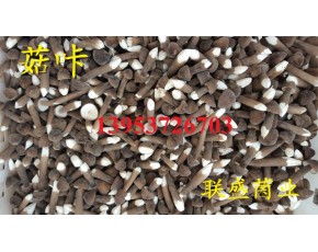山东金乡黑皮鸡枞菌栽培技术