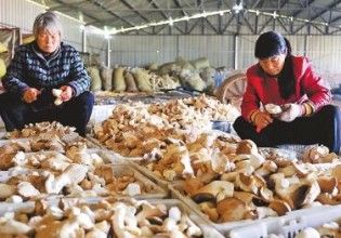 河南：民权县发展食用菌种植实施精准扶贫