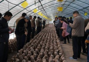 上海：香菇新品种“申香215”在各主产区推广栽培